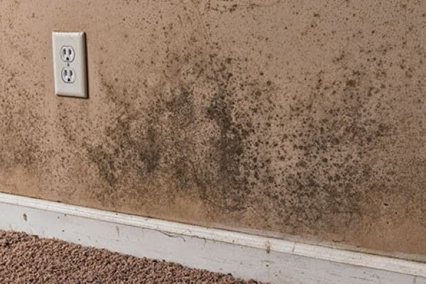 basement mold remediation