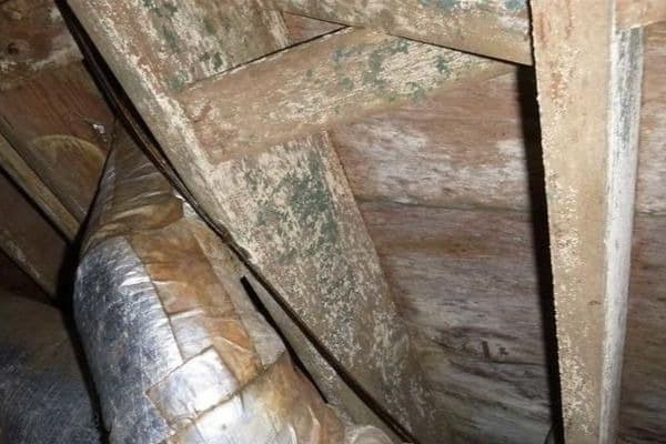 Crawl Space Mold Remediation