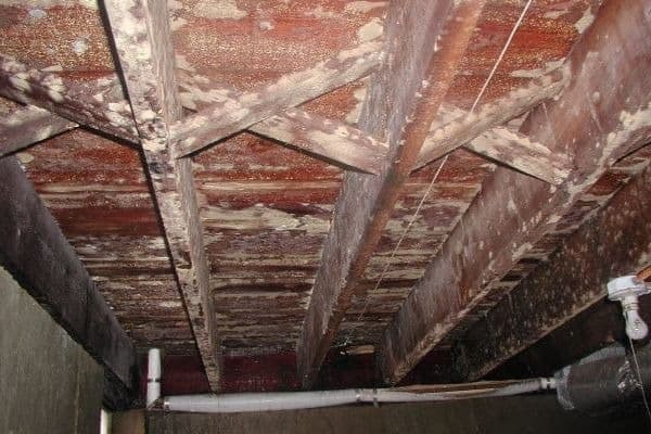 Crawl Space Mold Remediation