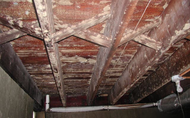 crawl space mold removal