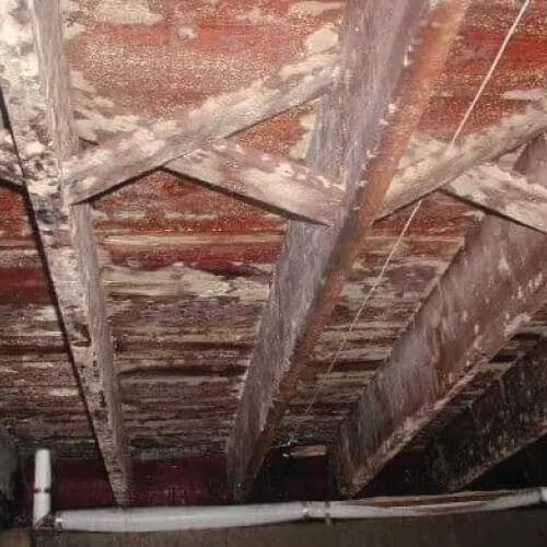 Mold accumulation underneath a crawl space.