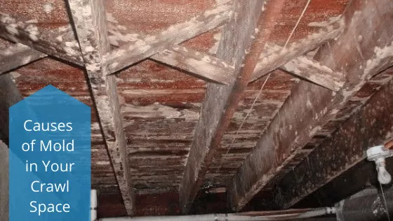 causes of mold in your crawl space