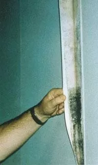 mold behind wallpaper