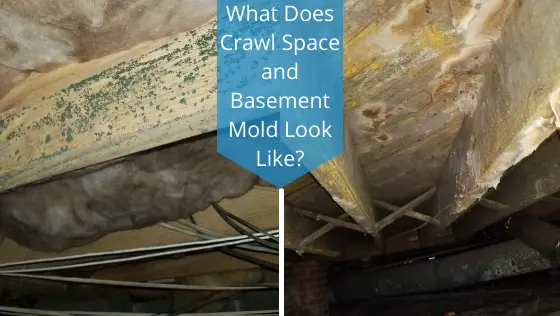 what does crawl space mold look like?