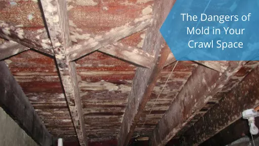 crawl space mold removal