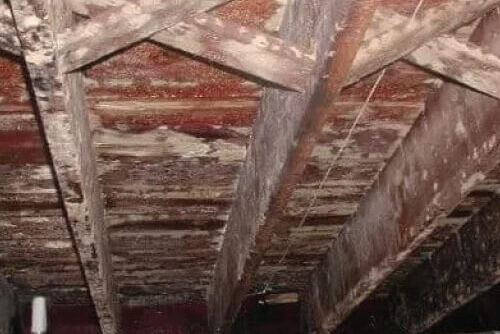 Mold growing in crawl space